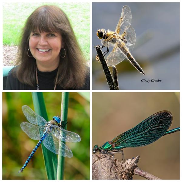 Image for event: Dragonflies and Damselflies