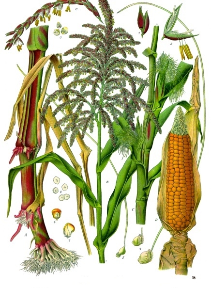 Image for event: How Corn Changed Itself ....