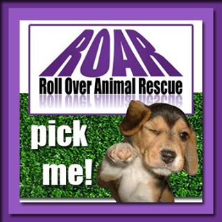 Image for event: Roll Over Animal Rescue Adoption Event
