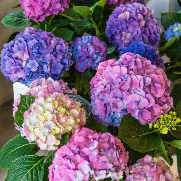Image for event: Hydrangeas are HOT!